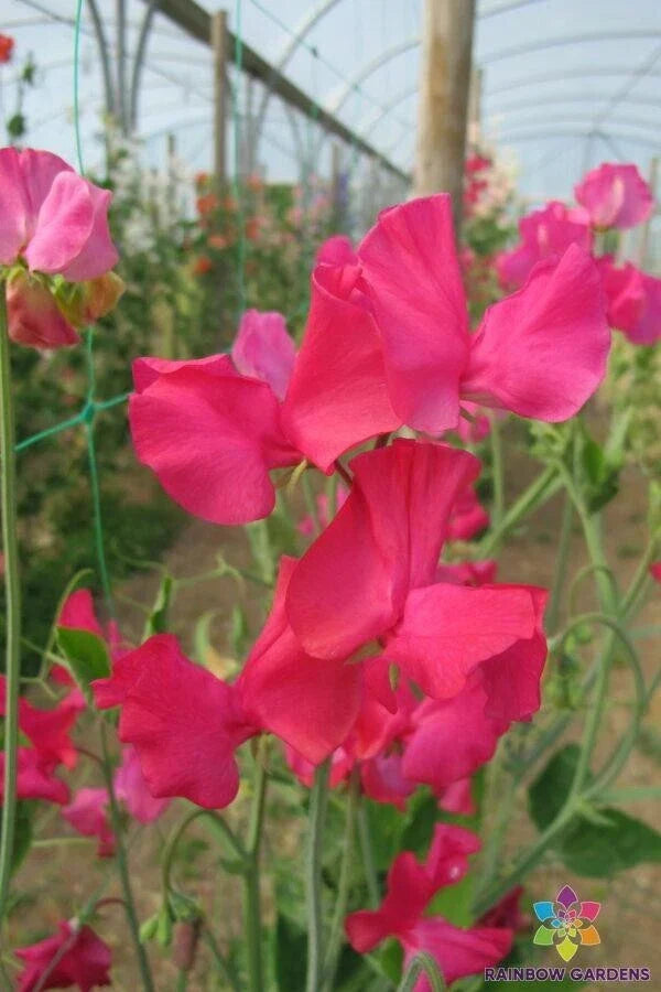 Sally Maitland Sweet Pea Seeds - 50+ Pack, Fragrant Pink & White Blooms, Climbing Vine, Lathyrus odoratus, Garden Planting