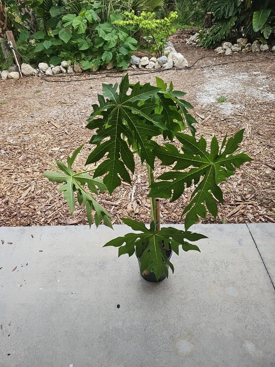 Large Live Red Lady Papaya Tree 40" - Fast Fruit, Carica papaya, Florida Grown, Ideal for Food Forests and Tropical Gardens