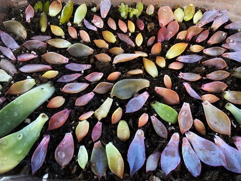 Assorted Succulent Leaves for Propagation - Variety Pack - Healthy Succulent Cuttings for Planting