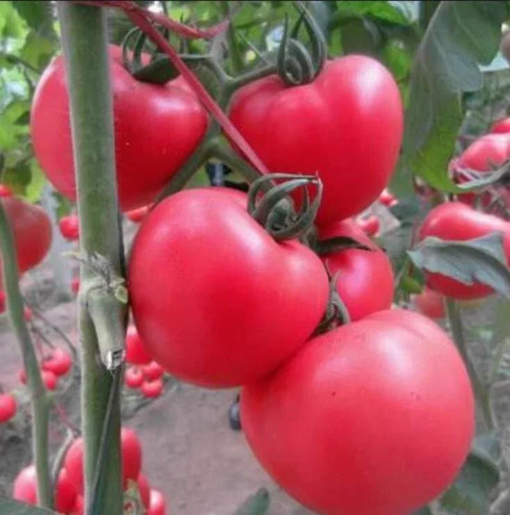 Homestead Tomato Seeds - 80+ Heirloom Organic Vegetable Seeds for Gardening - Solanum lycopersicum