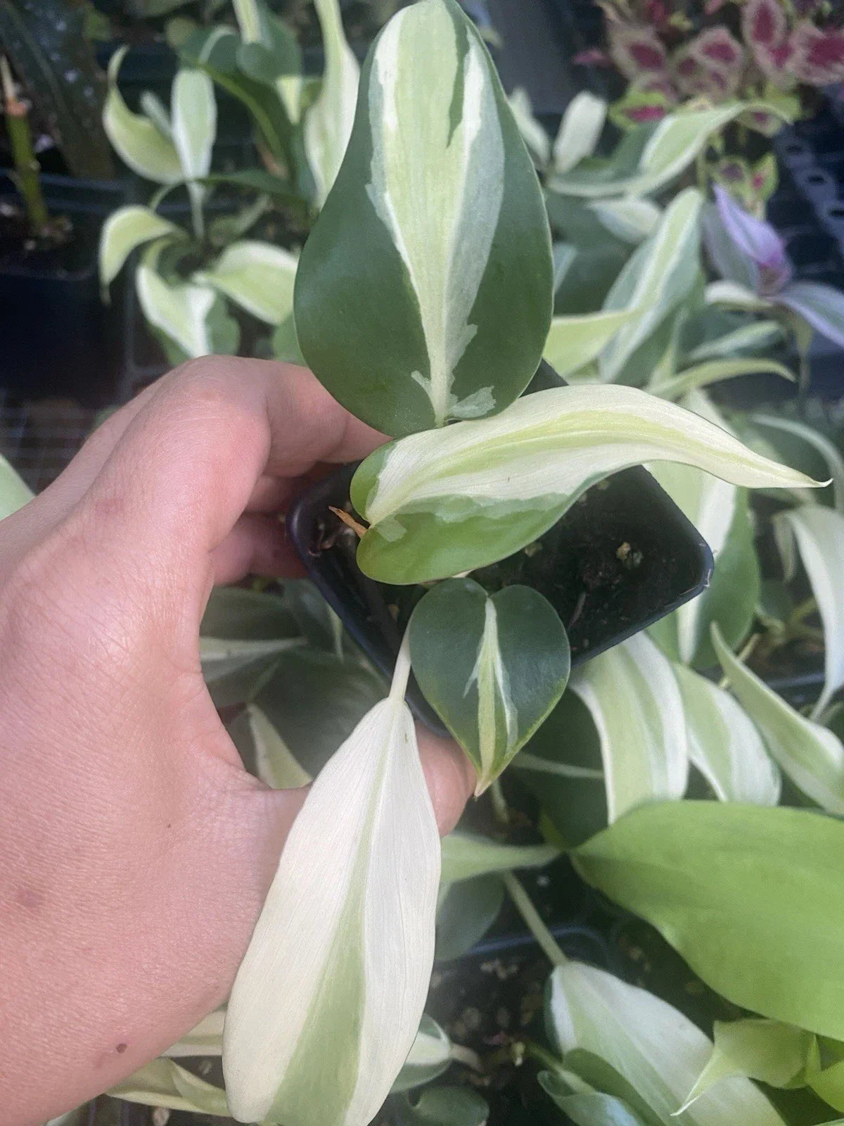 Philodendron Silver Stripe Live Houseplant in 2 Inch Pot, Rooted Philodendron hederaceum 'Silver Stripe' for Indoor Decor