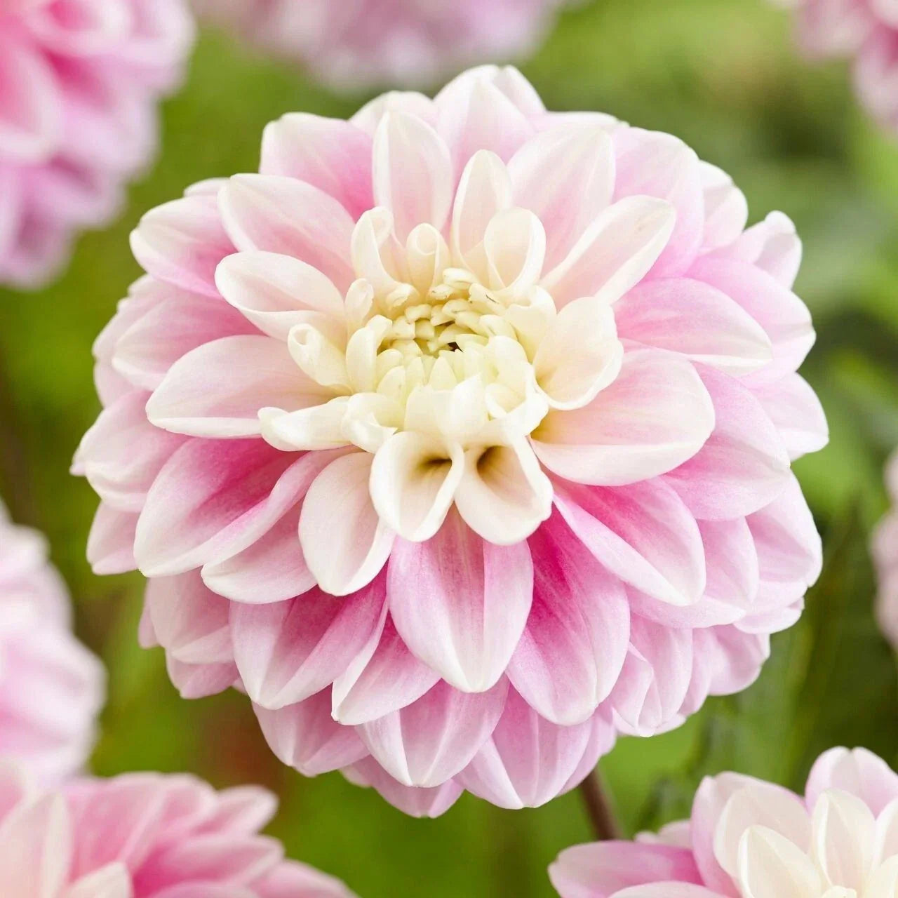 Fluffles Dahlia Seeds - 25 Perennial Flower Seeds for Gardens, Borders & Containers - Dahlia pinnata, Vibrant Multi-Color Blooms