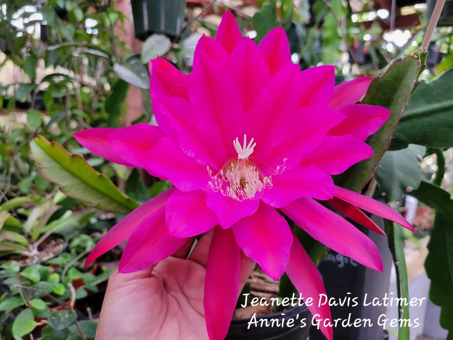 Epiphyllum Cuttings 8-10 Inches Long Jeanette Davis Latimer Unrooted Succulent Plant for Gardening