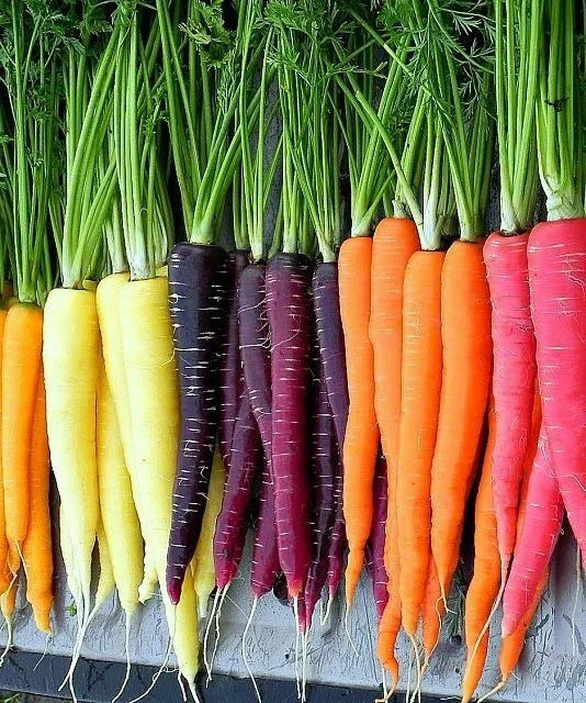 Rainbow Carrot Seeds Mix, Colorful Non-GMO Blend, Rich in Beta Carotene & Vitamin A, Daucus carota