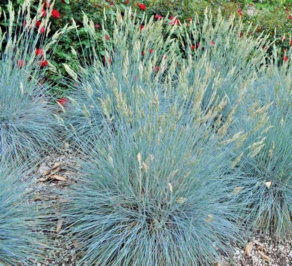 Blue Fescue Grass Seeds - Ornamental Clumping Variety - Drought Tolerant, Low Maintenance - Festuca glauca, 100 Pack