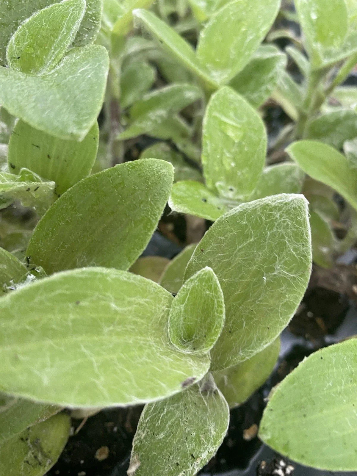 Rooted Tradescantia White Fuzzy Live Houseplants - 2 Cuttings, Easy Care, Trailing, Indoor Plant, Air-Purifying, Bright Indirect Light