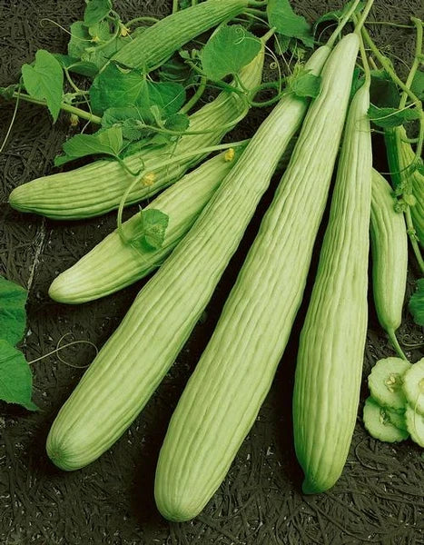 Armenian Cucumber Seeds | Heirloom Cucumis melo var. flexuosus | Yard Long Melon, Persian Snake Pickle, Non-GMO, for Salad & Pickling
