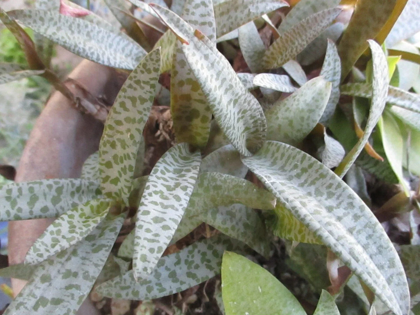 Drimiopsis Live Plants - Silver Squill Bulb Clusters, Indoor Houseplants, Ledebouria socialis, Easy Care, Elegant Green Foliage