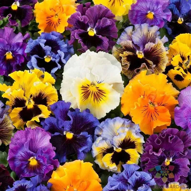 Frizzle Sizzle Mix Pansy Seeds - Viola x wittrockiana Flower Seeds for Garden Beds & Containers - 200+ Pack