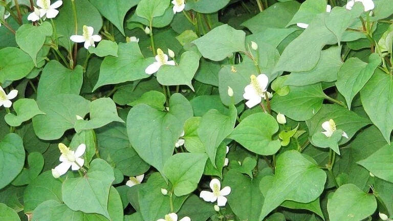 20 Live Bare Root Fish Mint Plants Houttuynia Cordata Perennial Herb for Culinary Use