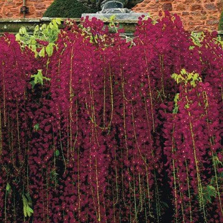 Red Black Dragon Wisteria Seeds – Climbing Vine for Gardens, Wisteria floribunda, Red & Black Flowers, Perennial, Fast-Growing