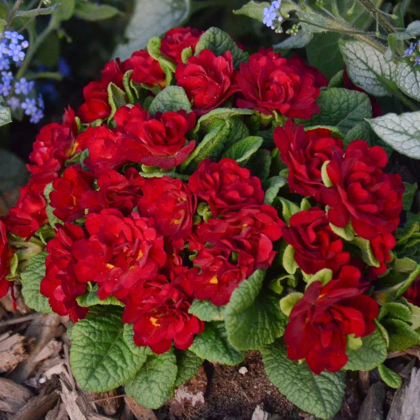 Primula Belarina Valentine Primrose Plant - Well-Rooted 5.25" Pot, Pink Double Blooms, Perennial Flower for Garden, Container, Borders