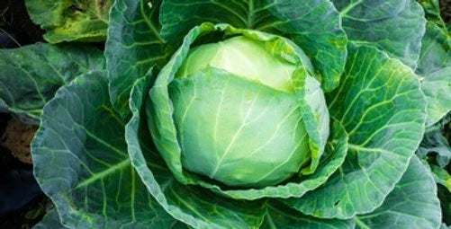 All Seasons Cabbage Seeds - Organic Brassica oleracea var. capitata for Spring, Summer, Fall Gardening, Compact Heads, Non-GMO Seed Pack