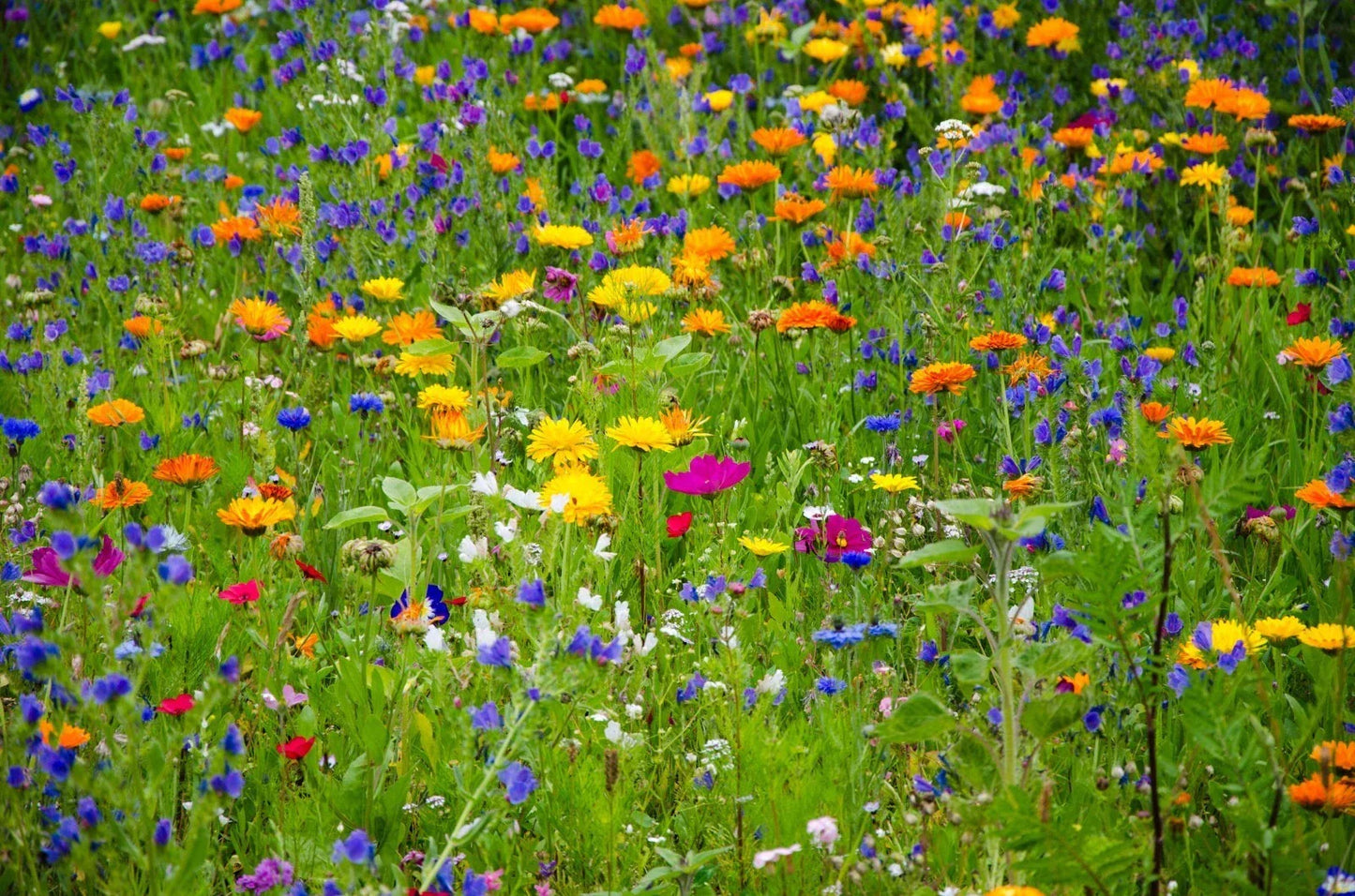 Heirloom Wildflower Seed Mix - 1000 Seeds - All Natural, Native Varieties for Pollinators - Serendipity's Garden Mix