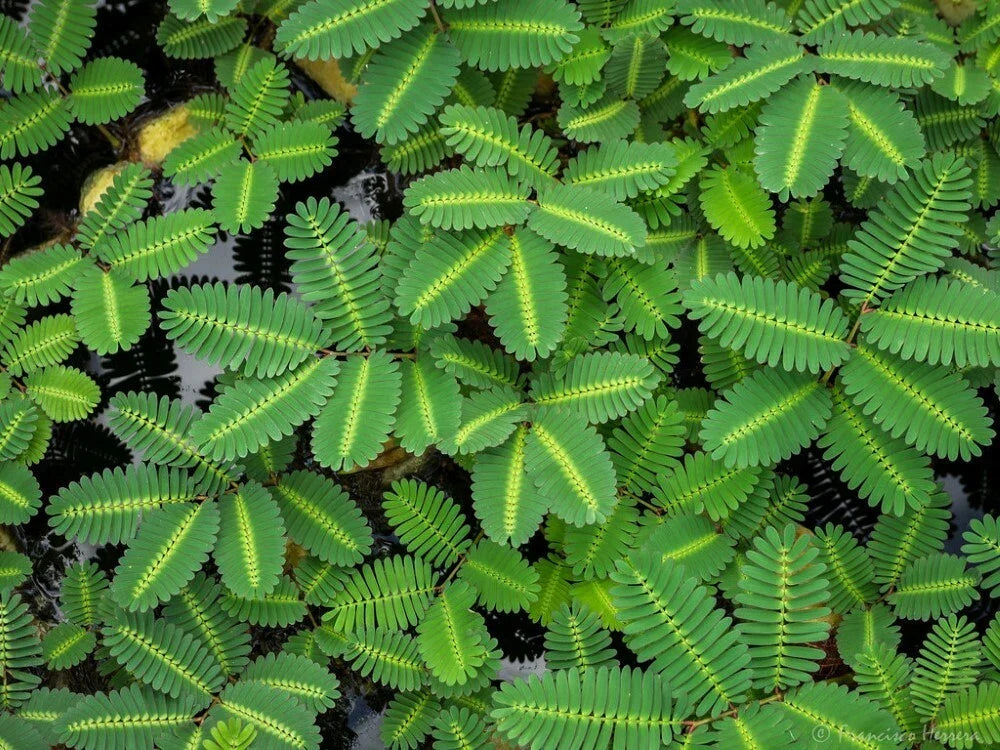 Water Mimosa Plant - Aquatic Tropical Marginal - Mimosa pudica Live Plant for Ponds & Water Gardens - Buy 2 Get 1 Free