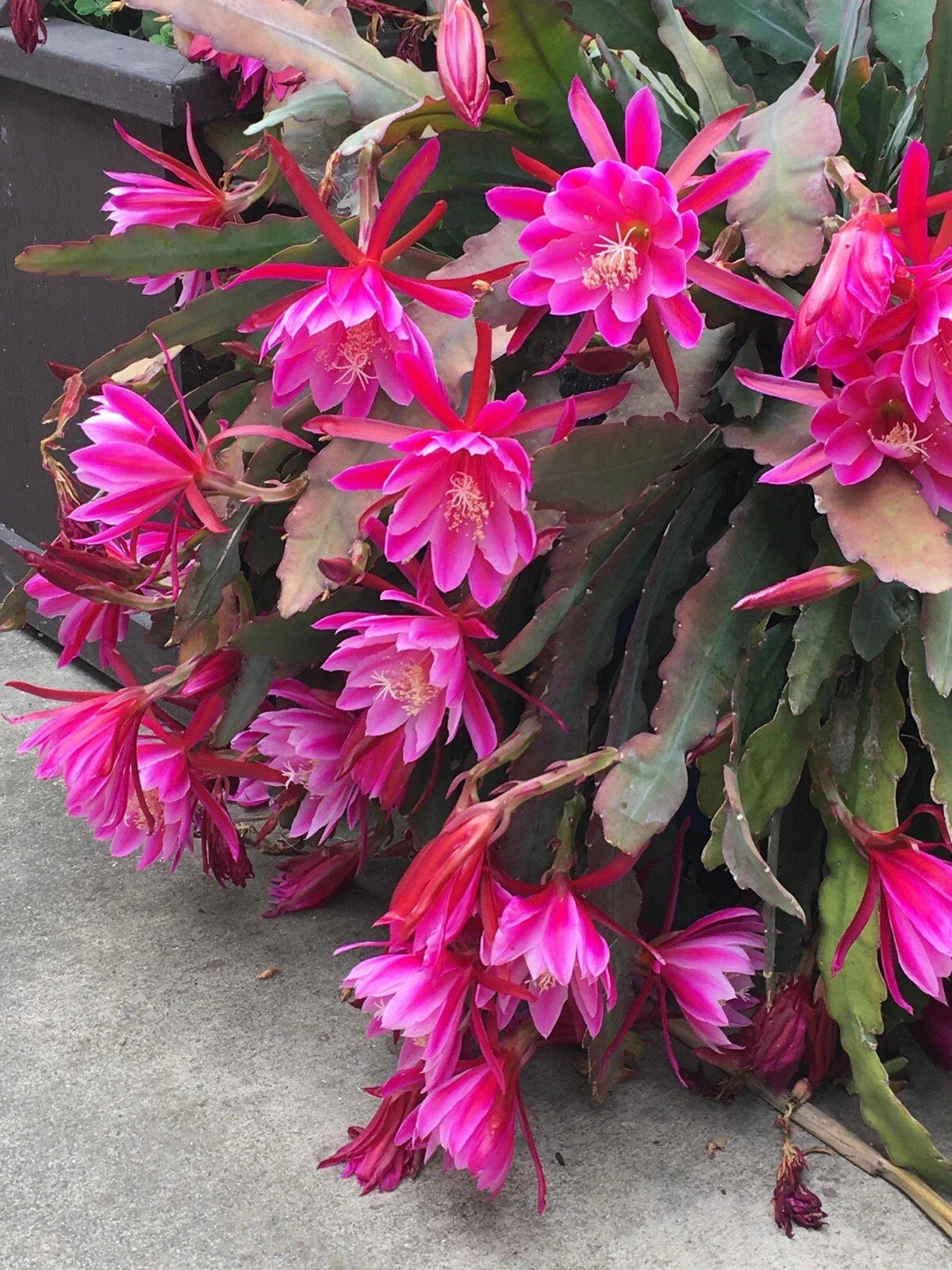 Pink Epiphyllum Orchid Cactus Cuttings – 2 Healthy Succulent Plants, Epiphyllum oxypetalum, 6-10 Inches, Easy Care, Bright Light