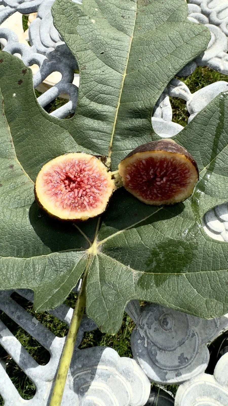 Brown Turkey Fig Cuttings 8 Pack - Ficus carica Organic Fruit Tree for Home Garden, Easy to Root, Delicious Figs