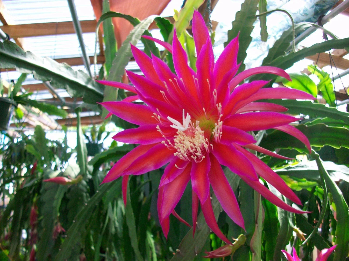 Epiphyllum Orchid Cactus Cutting - Shimmer Variety - Tropical Indoor Houseplant - Easy-Care Epiphyllum Orchidaceae