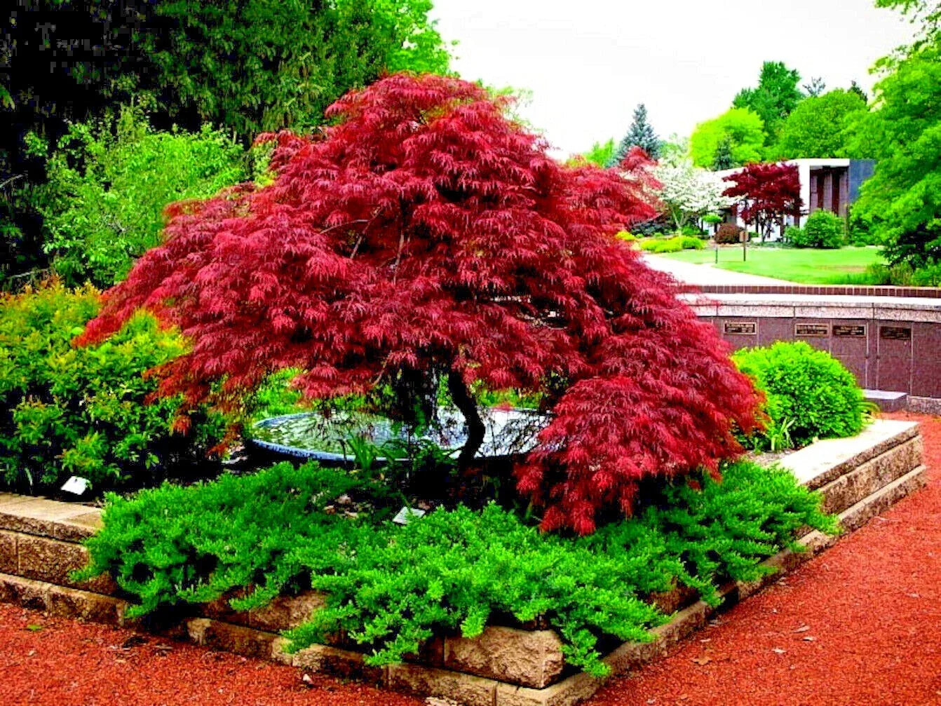 Dwarf Japanese Red Maple Tree Seeds - Acer Scolopendrifolium - 5 Pack for Bonsai & Small Gardens