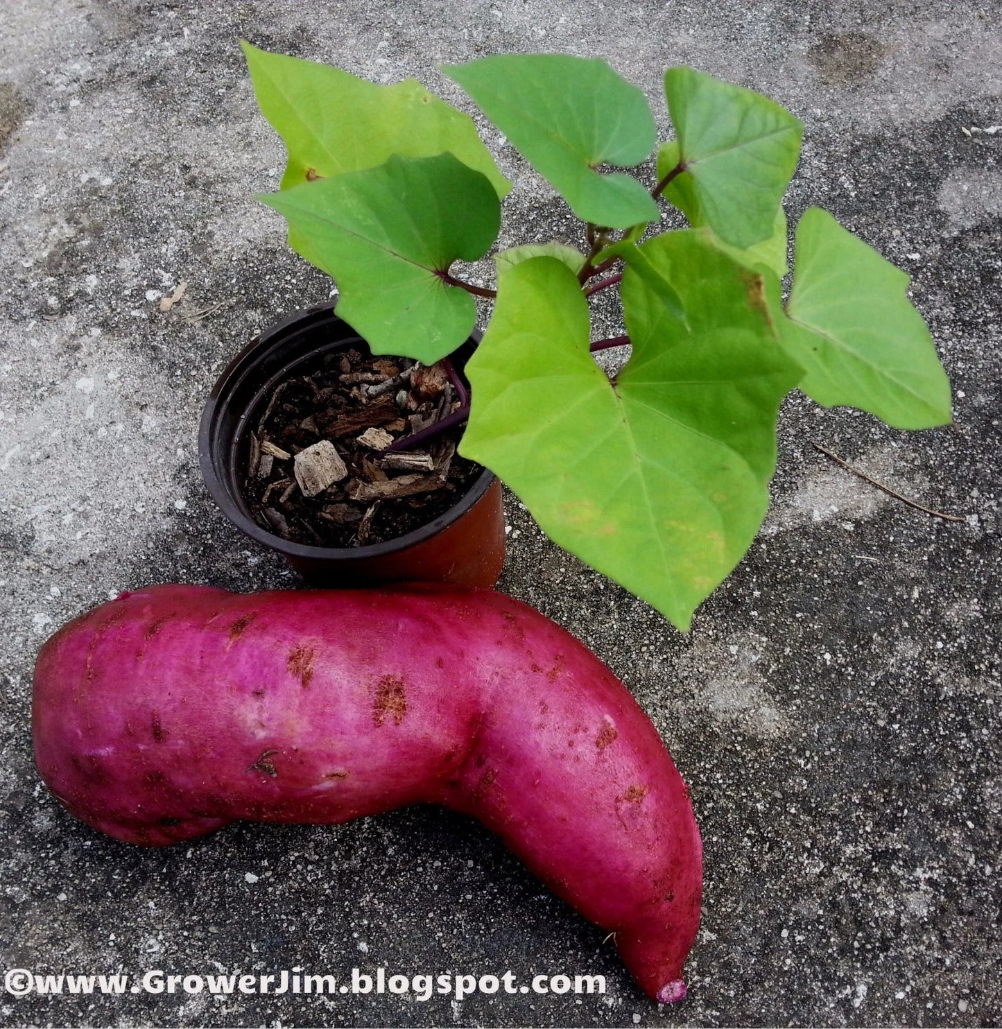 Purple Molokai Sweet Potato Slips - 5 Tip Cuttings - Edible Ipomoea batatas Garden Plant for Containers and Gardens