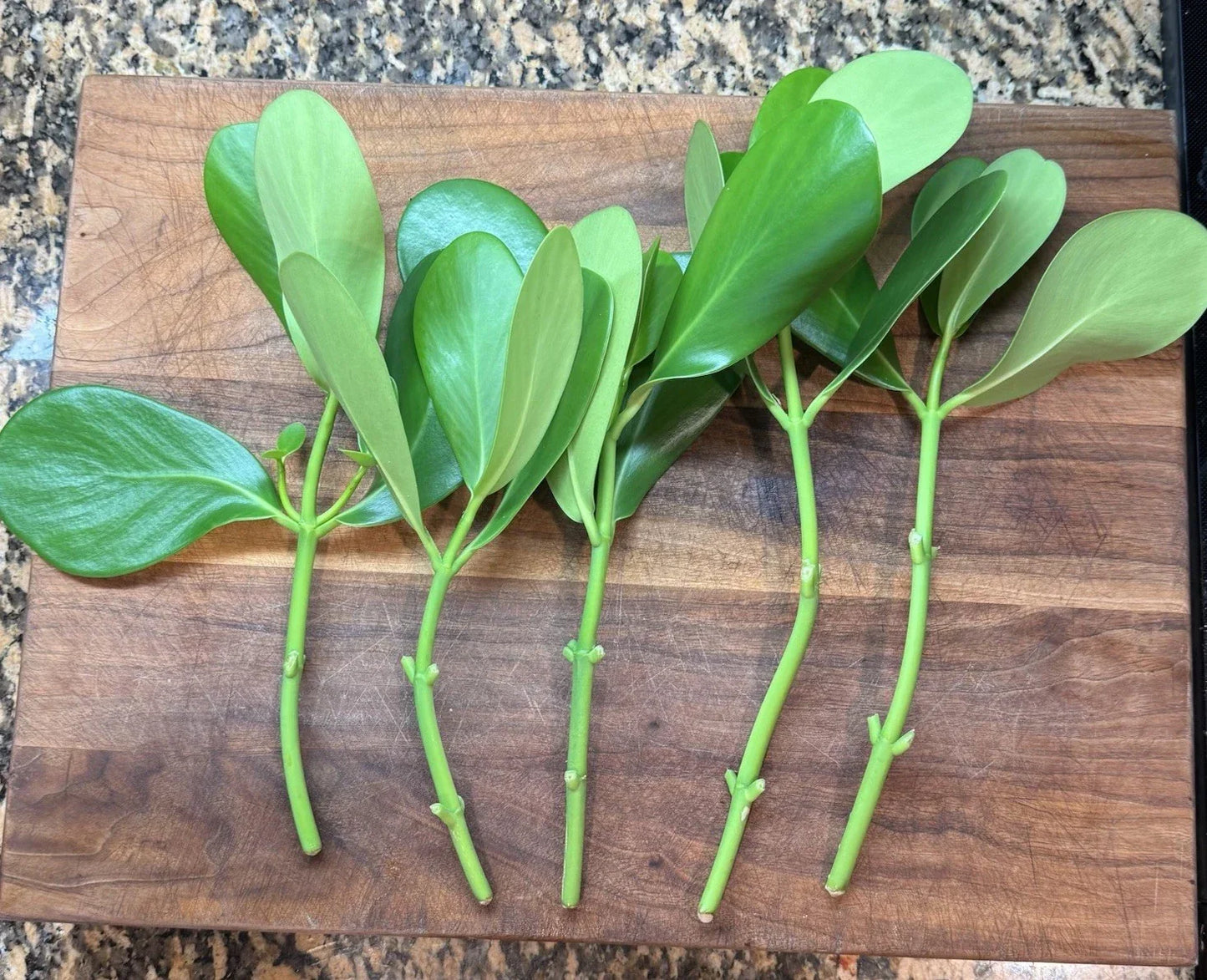 Clusia Bush Cuttings - 5 Fresh Clippings for Propagation - Clusia rosea - Tropical Evergreen Shrub for Garden & Indoor