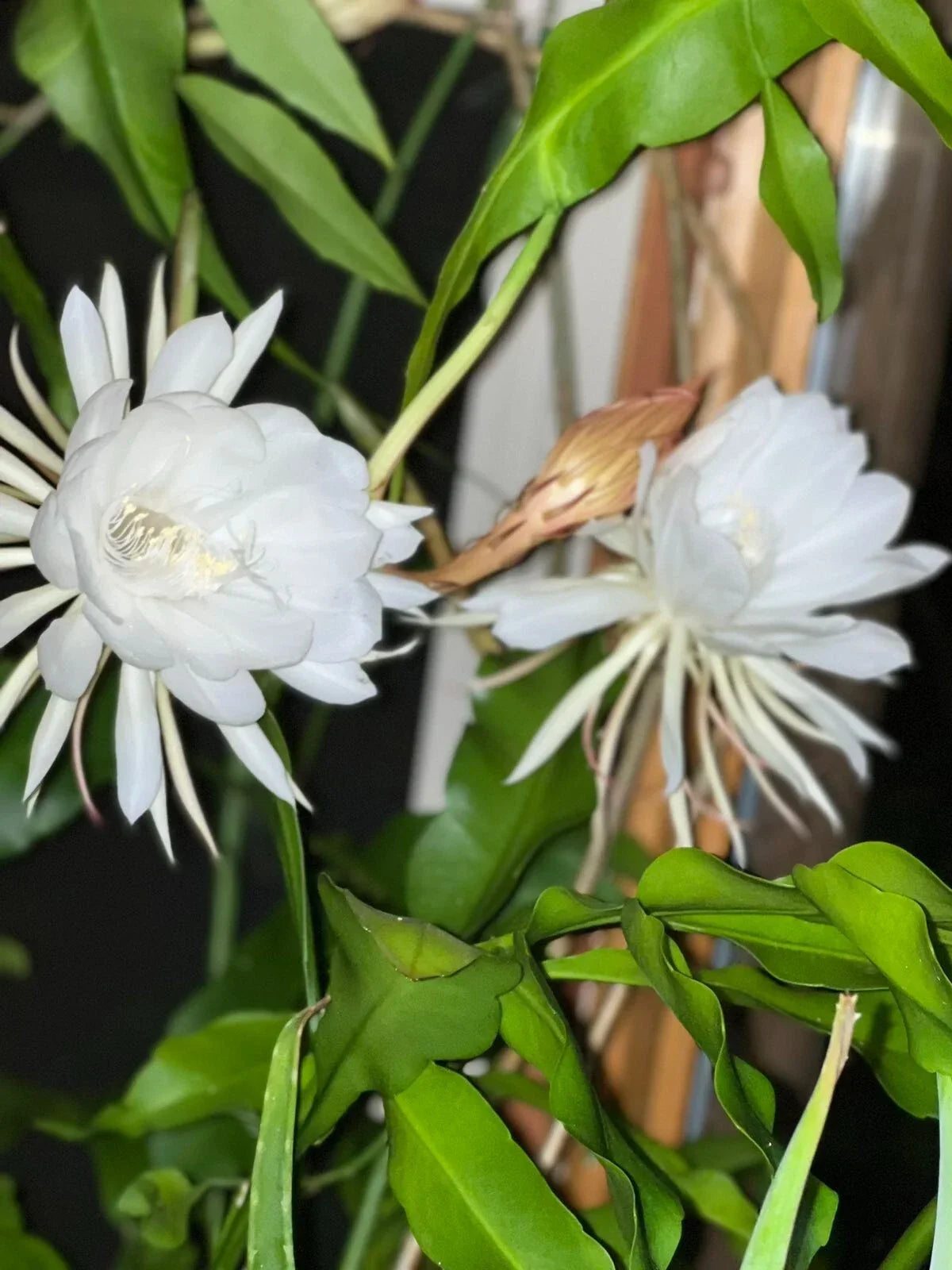 Queen of the Night Cactus Cutting - Unrooted Epithelium Plant with 3 Leaves - Unique Indoor Succulent Decor
