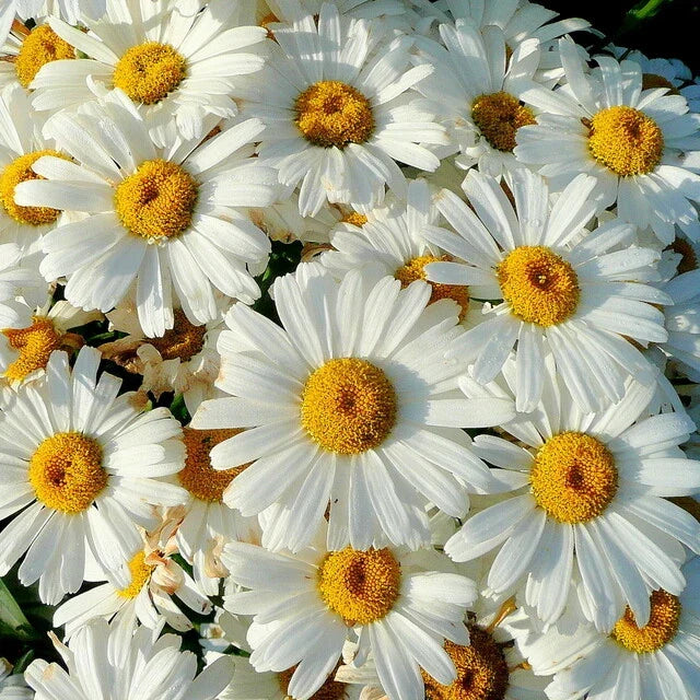 Shasta Daisy Seeds | Heirloom Non-GMO Flower Seeds | Leucanthemum × superbum | Perennial Garden Flowers for Borders & Cut Flowers
