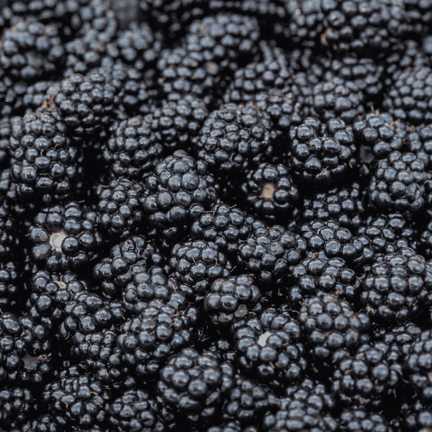 Prime-Ark Blackberry Bare Root Plug 1-Year-Old Plant Rubus fruticosus Sweet Blackberries, Fruit Bush, Edible Garden Plant
