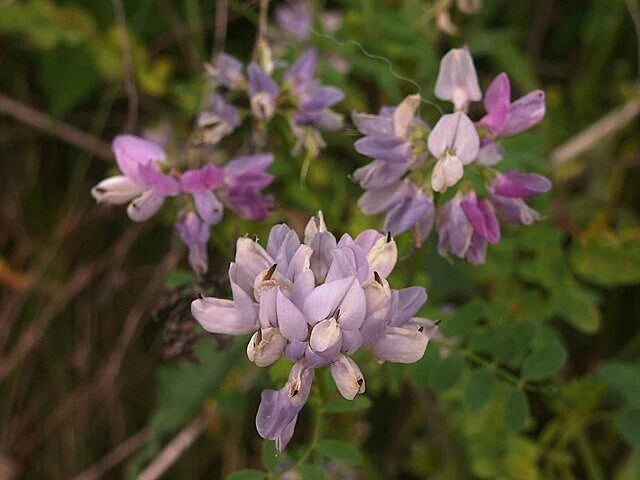 Crown Vetch Seeds - 100+ Perennial Ground Cover for Erosion Control & Pollinator Gardens - Coronilla varia