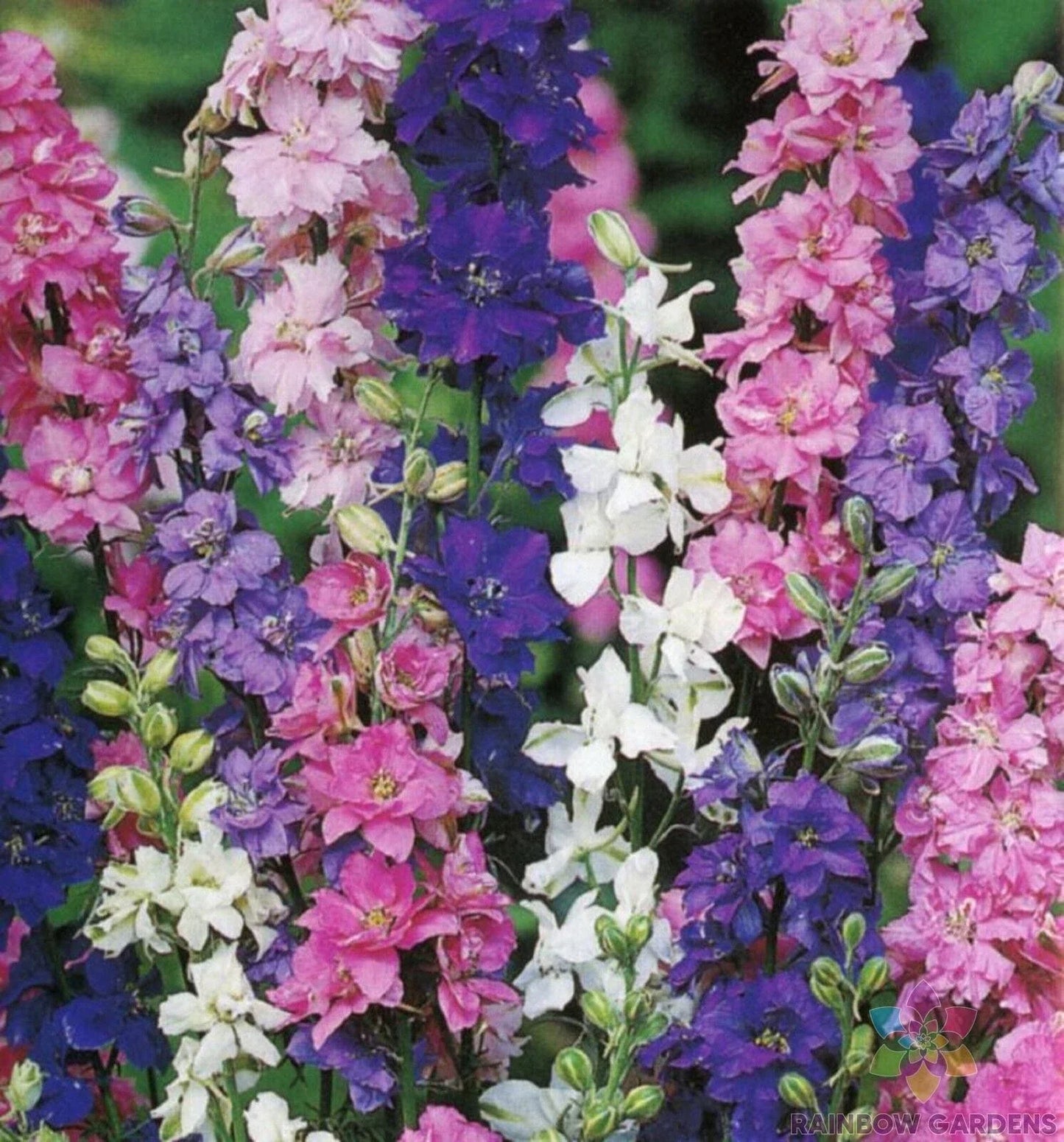 Rocket Tall Mix Delphinium Seeds - 200+ Blue, Purple, White & Pink Flower Seeds for Garden, Perennials, Delphinium elatum