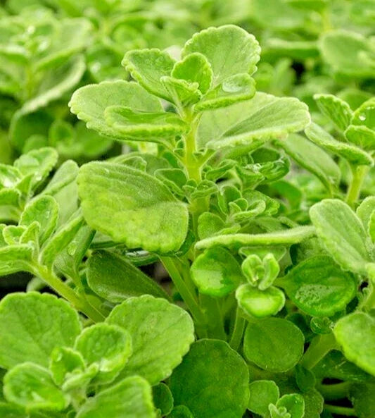 Succulent Cuttings 4" Plectranthus Coleoides Variegata Swedish Ivy - 3 Live Plants, Variegated Foliage, Indoor Outdoor, Easy Care