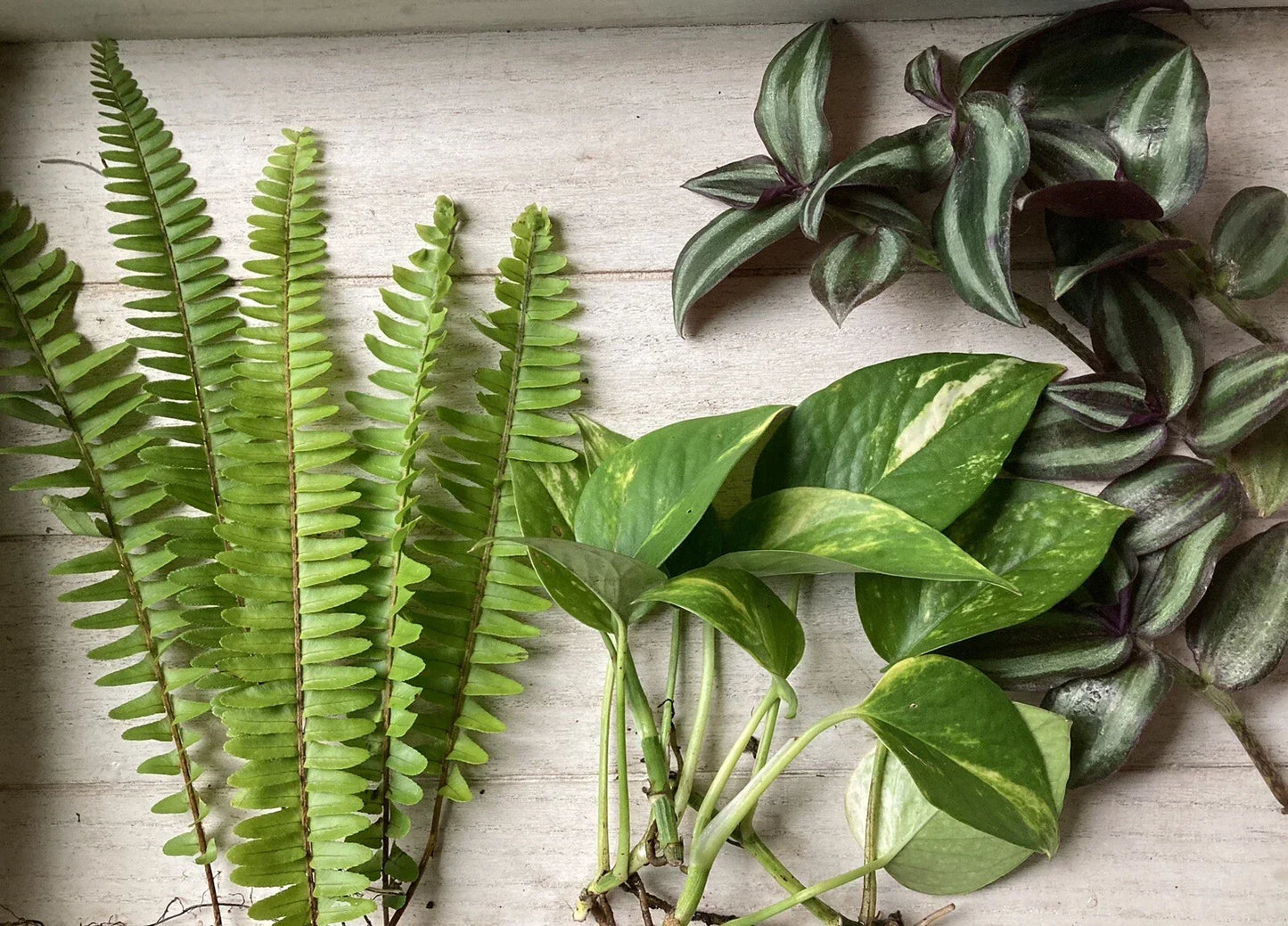 Rooted Plant Cuttings 15-Pack | Pothos, Ferns, Wandering Jew | Epipremnum aureum, Nephrolepis exaltata, Tradescantia zebrina