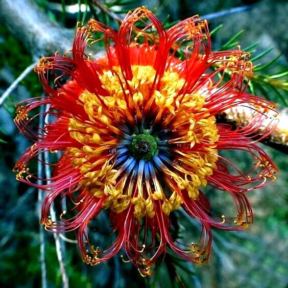 Banksia ericifolia Little Eric Tree Seeds – 5 Rare Lantern Fireworks Flower Spike Seeds for Garden Planting