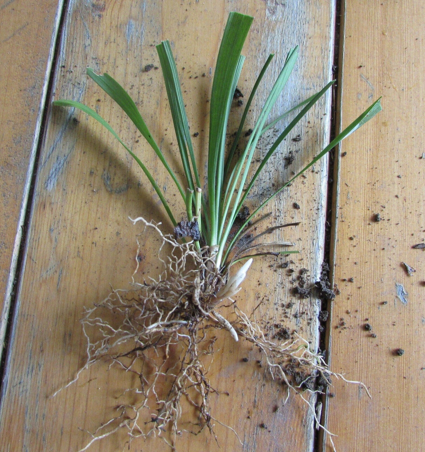 25 Bare Root Monkey Grass Plants - Liriope spicata Evergreen Perennial for Borders, Ground Cover, Pathways