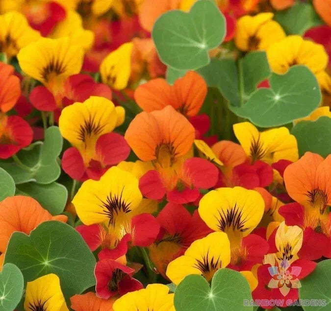 Dwarf Nasturtium Seeds - 50+ Pack Tom Thumb Mix - Tropaeolum majus - Colorful Edible Flowers for Garden & Container Planting