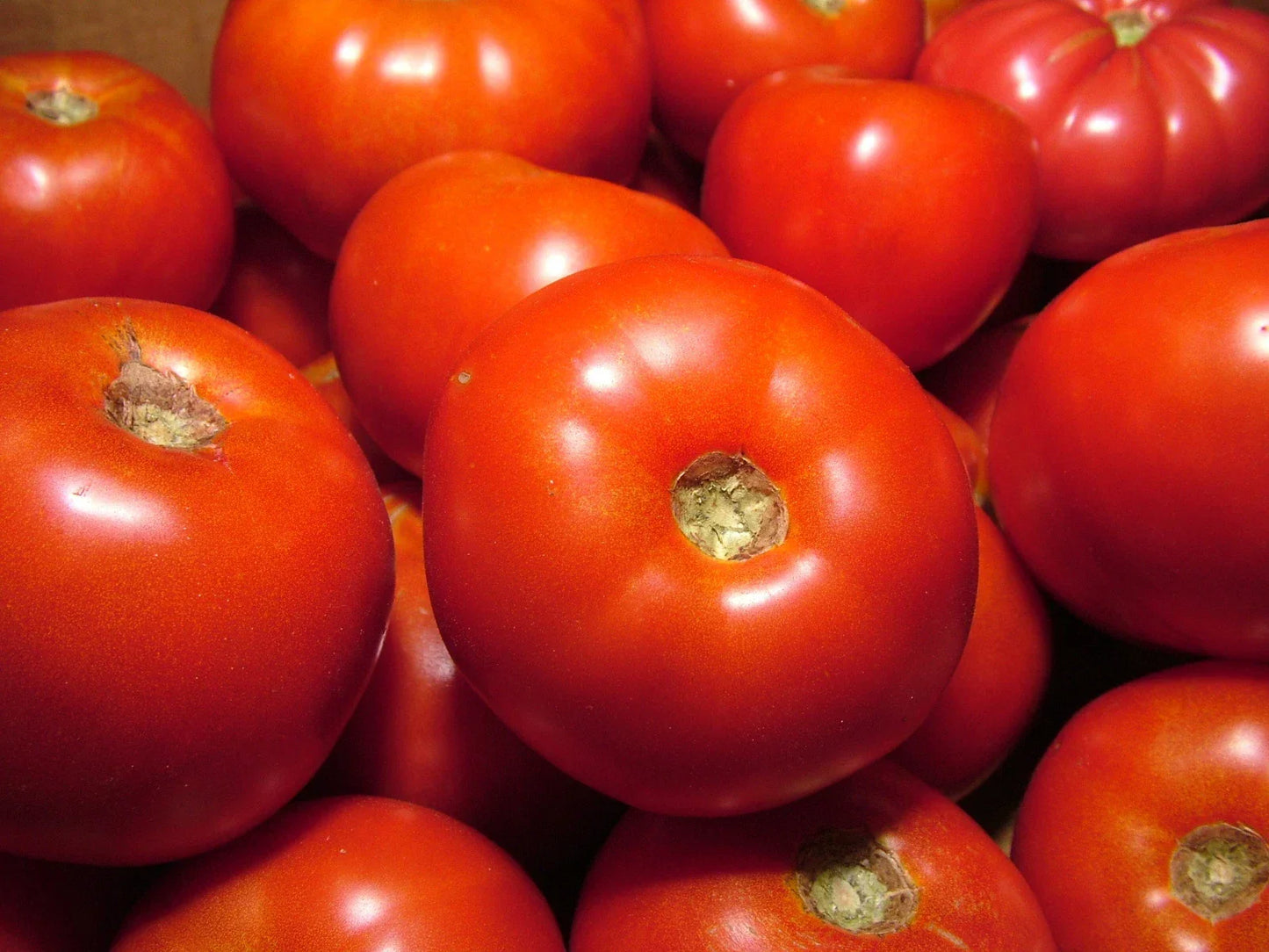 Rutgers Tomato Seeds - 15 Pack, Heirloom, Juicy Slicer, Solanum lycopersicum, Organic, Non-GMO, Reliable Germination