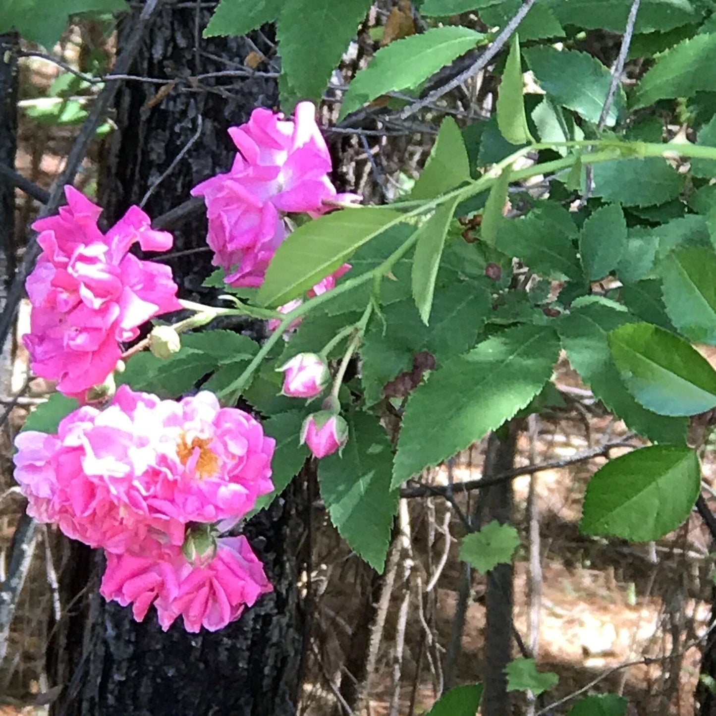 8 Cuttings Heirloom Pink Seven Sisters Roses Climbing Bushes Rosa multiflora Garden Plants