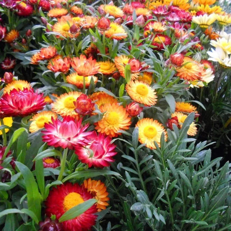 Fresh Strawflower Seeds Pack - Colorful Dried Flower Variety - Helichrysum bracteatum - 20 Seeds for Garden & Floral Arrangements