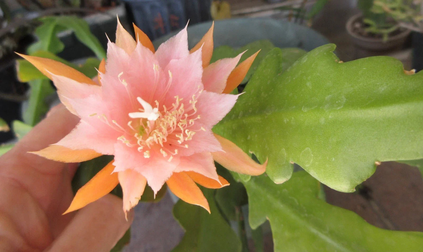 Epiphyllum Kaguyahame Orchid Cactus Plant with 2 Rooted Stems - Rare Houseplant, Unique Indoor Garden, Small Flowering Cactus
