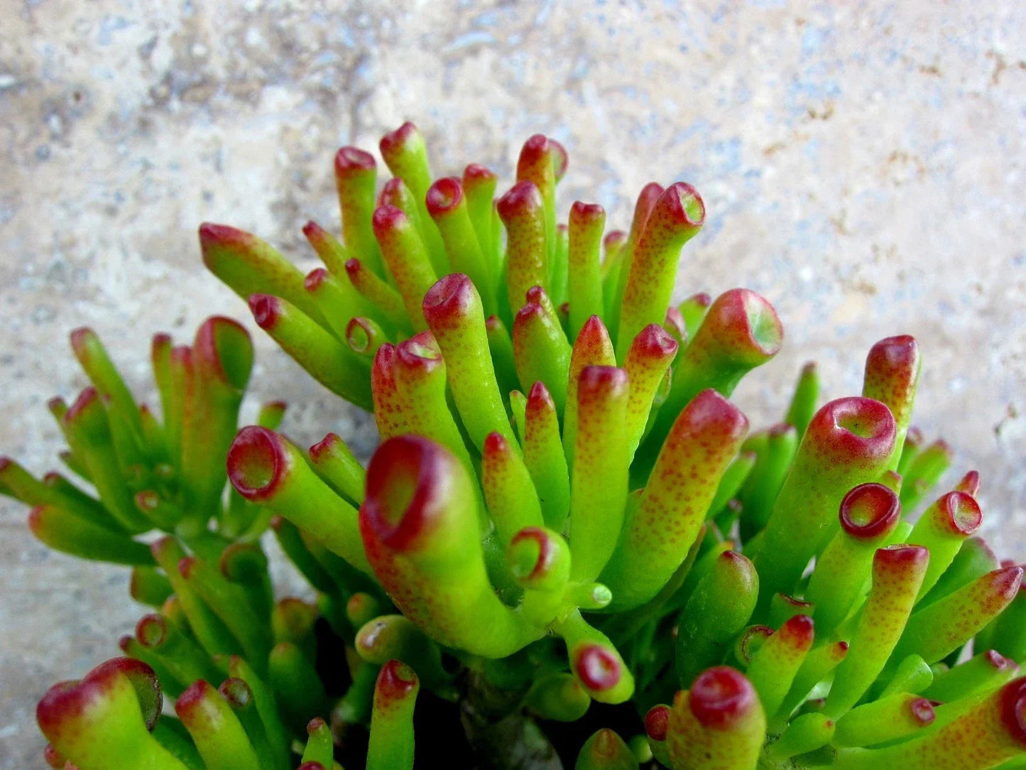 Crassula Ovata Gollum Sea Anemone Jade Succulent Cuttings – 2 Indoor Houseplants for Decor & Gardening