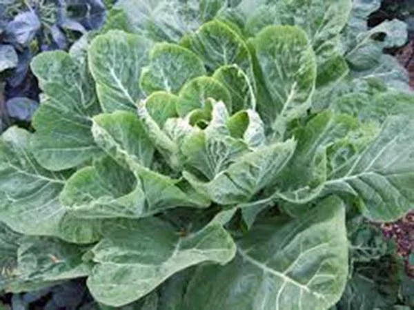 Collard Greens Seeds, 500 Non-GMO Morris Heirloom Brassica oleracea var. viridis, Vegetable Garden Planting Kit