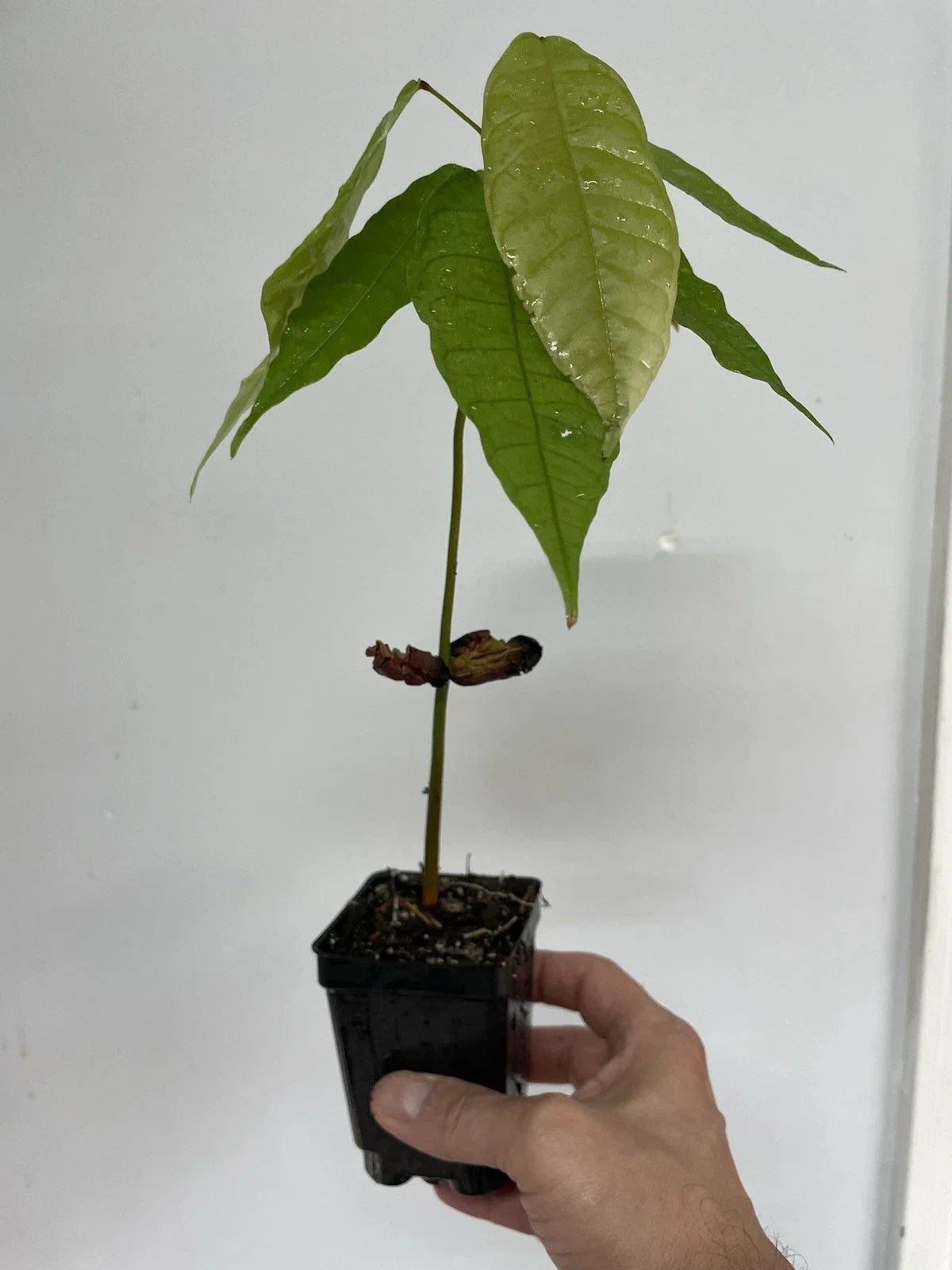 Trinitario Cacao Plant Seedling - 3-Inch Pot, Indoor Tropical Theobroma cacao with Large Rounded Fruit