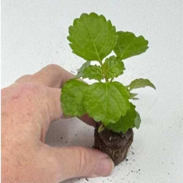 Plectranthus Swedish Ivy Green Live Rooted Starter House Plant for Indoor Decor, Easy Care, Vibrant Foliage