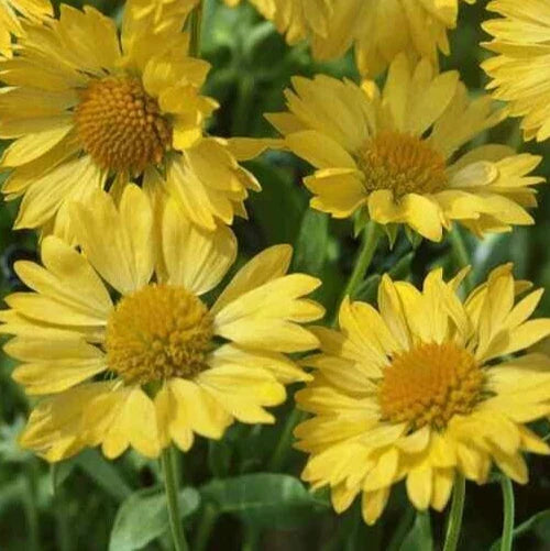 Gaillardia aristata Seeds | Blanket Flower Seeds for Garden | Drought-Tolerant Perennial Flowers | Bright Yellow and Red Blooms