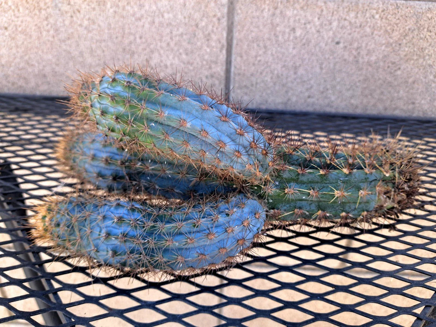 Pilosocereus Flexibilispinus Cactus Cutting 10" Blue Green Stem Succulent for Propagation Indoor Plant