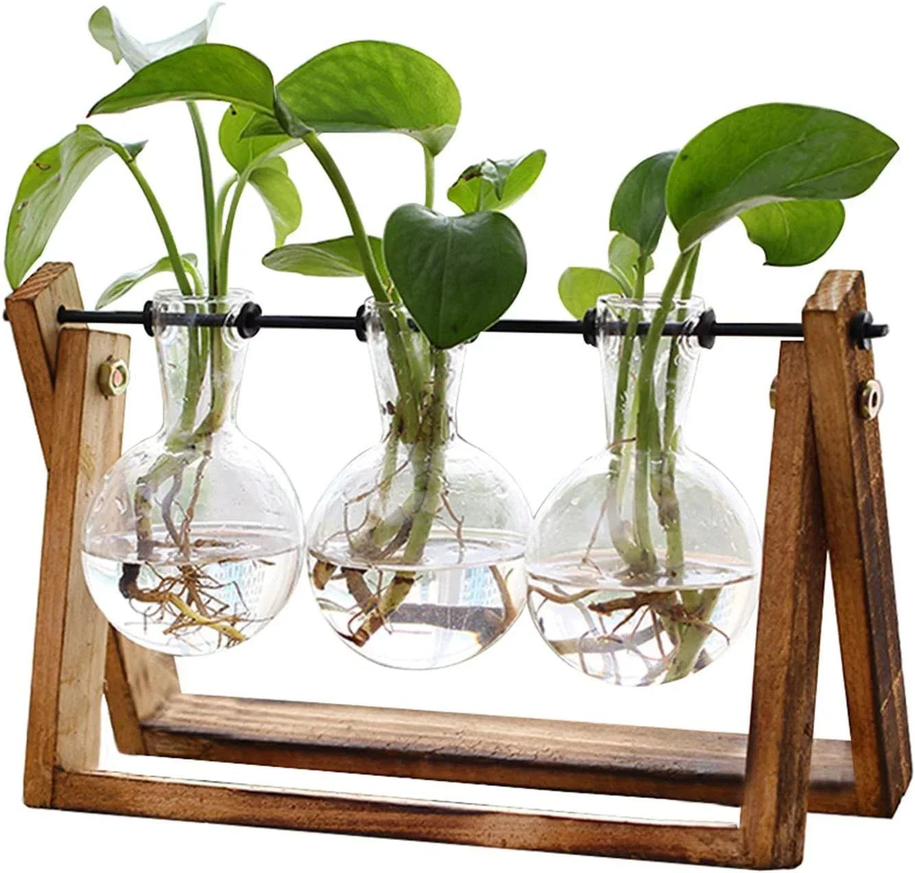Terrarium Planter with Wooden Stand, Clear Air Planter Bulb, Green XXXFLOWER Indoor Plant for Home Decor and Gardening
