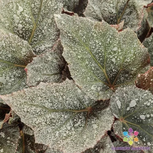 25+ Triton Rex Begonia Seeds - Space Age Variety, Exotic Indoor Garden Seeds, Begonia rex, Perennial, Vibrant Foliage