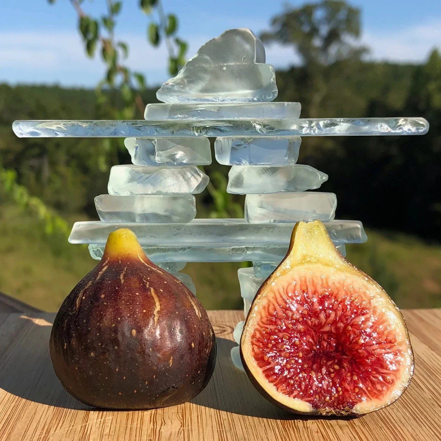 Black Madeira Fig Seeds - 100+ Ficus carica Fruit Tree Seeds for Garden Planting, Backyard Orchard, Indoor & Outdoor Growth