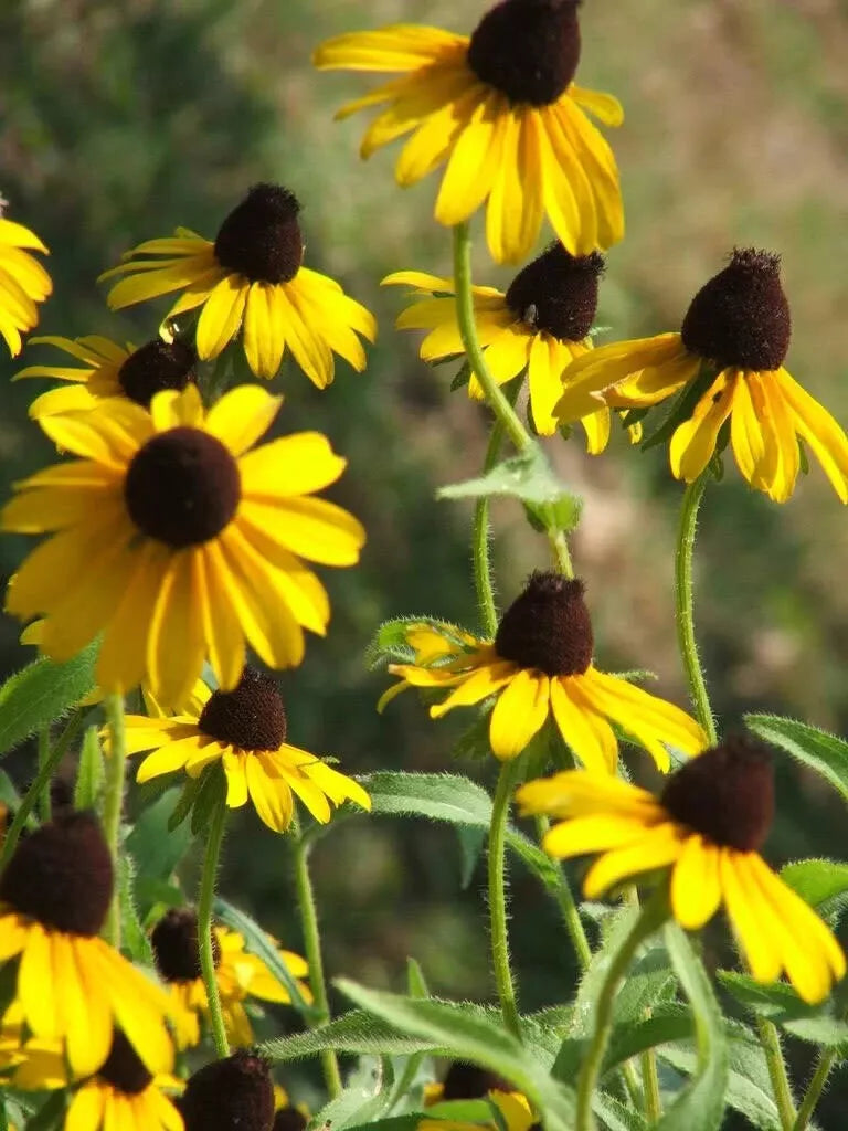 Coneflower Seeds - 2200 Count - Clasping Leaf Yellow - Echinacea Tenuifolia - Non-GMO, USA - Attracts Pollinators