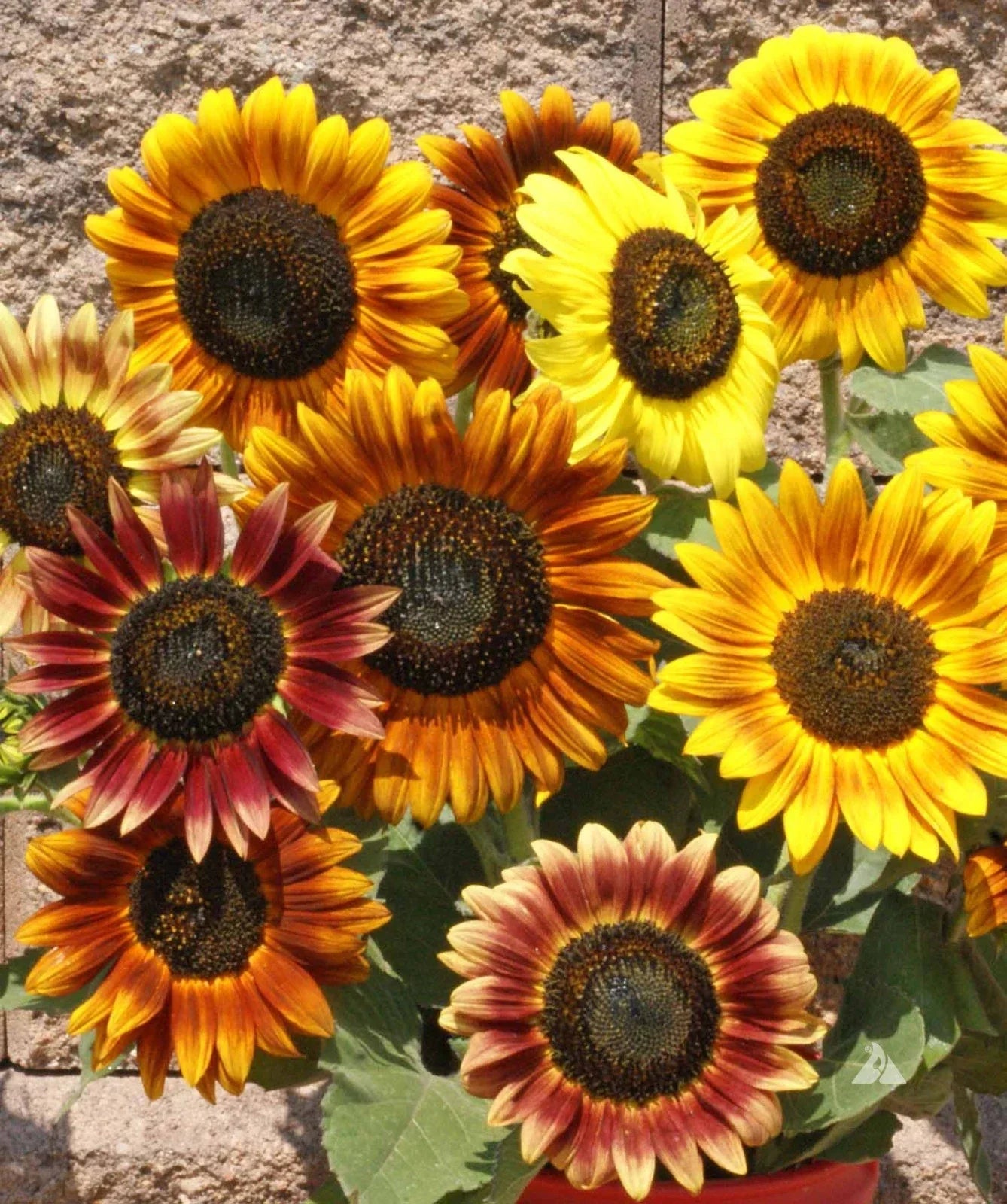 Autumn Beauty Sunflower Seeds - Mix of Colors - Helianthus annuus - 60 Inches Tall Garden Flower Seeds